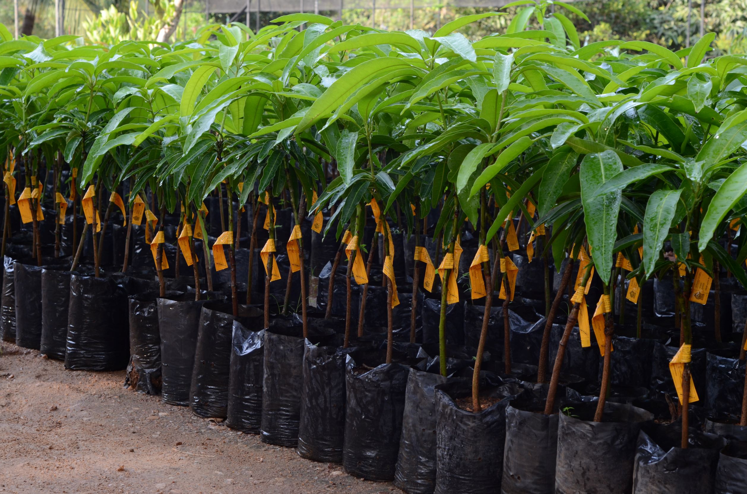 TJC Mango Plants